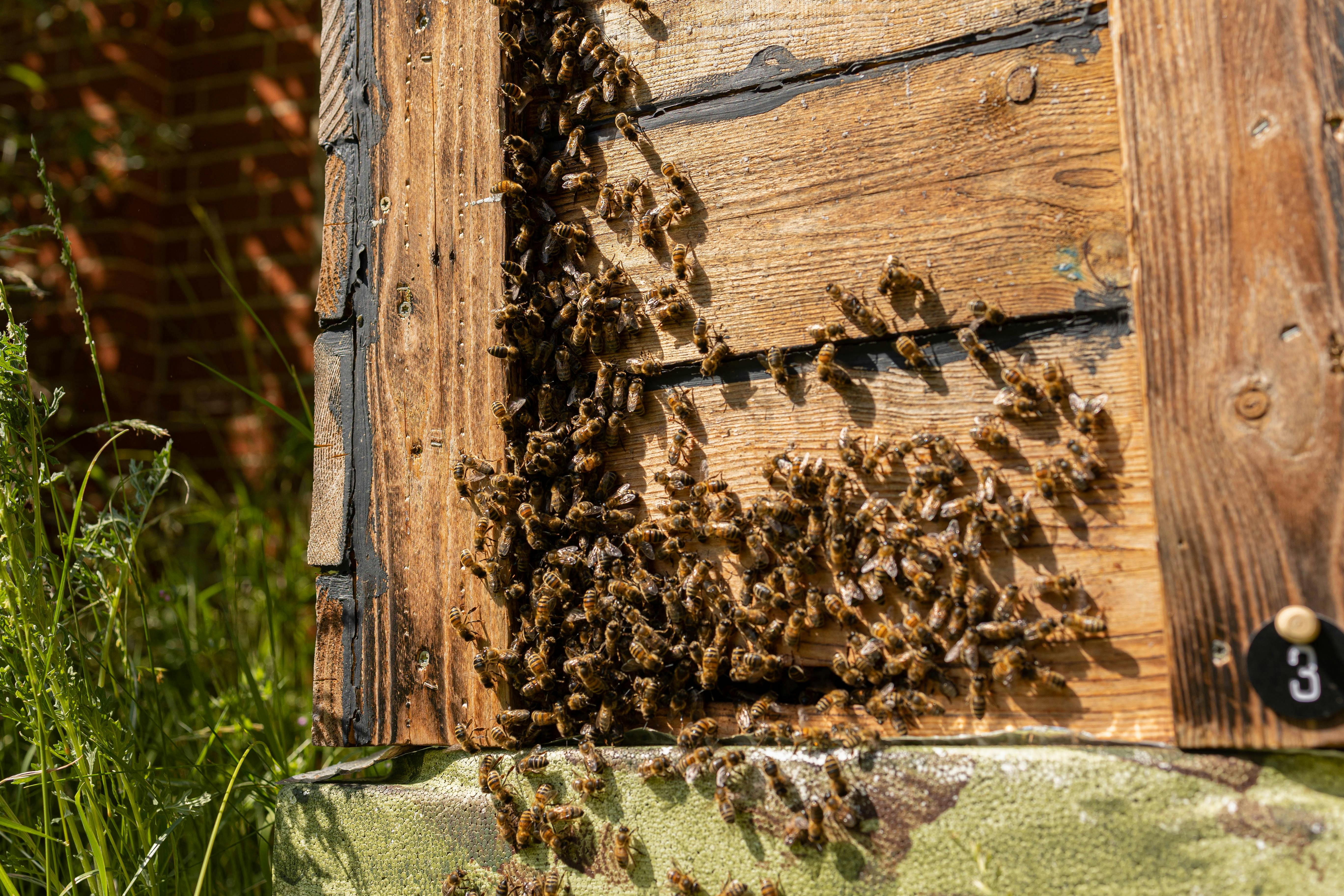 Bienen